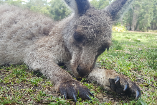 オーストラリア産コーヒーの甘さの秘密